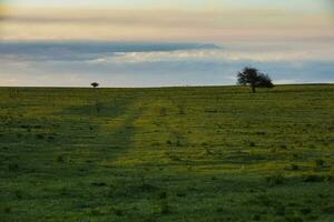 Lonely tree in the pampas plain, Patagonia, Argentina photo