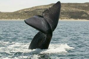 ballena cola en península Valdés, Patagonia, argentina foto