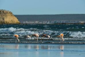 Flamingos feeding on the beach, Peninsula Valdes, Patagonia photo