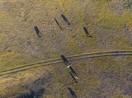 Cows aerial view, Buenos Aires,Argentina photo