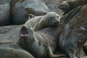 Elephant seal, Hannah Point, Antartic peninsula. photo