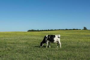 lechería vacas en pampa paisaje,patagonia foto