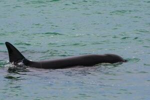 Orcas hunting sea lions, Patagonia , Argentina photo