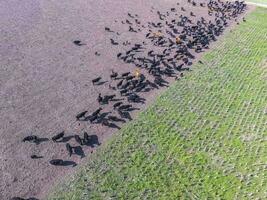 vacas aéreo vista, buenos aires,argentina foto