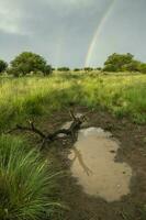 rural paisaje, y arco iris, buenos aires provincia , argentina foto