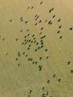 Cows aerial view, Buenos Aires,Argentina photo