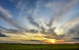 vacas a puesta de sol en la pampa, argentina foto