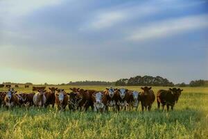 Group of steers looking at the camera, Pampas, Argentina photo