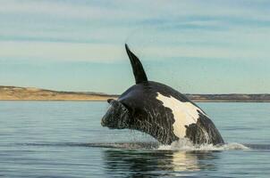 Whale jumping in Peninsula Valdes,Puerto Madryn,  Patagonia, Argentina photo