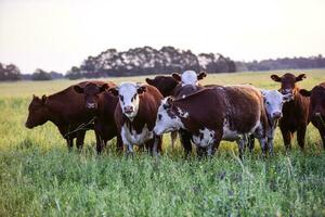 Steers looking at the camera, Pampas, Argentina photo