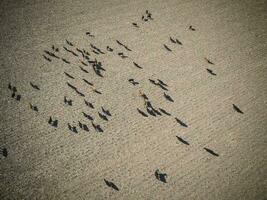 Cows aerial view, Buenos Aires,Argentina photo