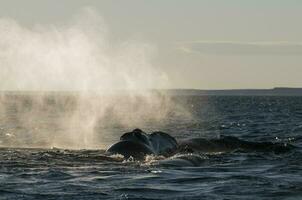 Whale breathing, Peninsula Valdes,, Patagonia, Argentina photo