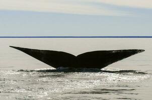 Whale tail in Peninsula Valdes,, Patagonia, Argentina photo