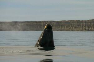 Whale jumping in Peninsula Valdes,, Patagonia, Argentina photo