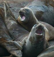 Elephant seal, Hannah Point, Antartic peninsula. photo