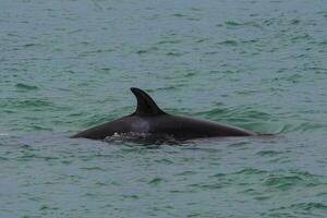 Orcas family, hunting in Patagonia, Peninsula Valdes photo