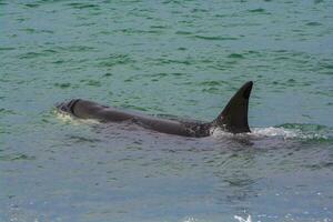 Orcas hunting sea lions, Patagonia , Argentina photo