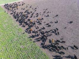Cows aerial view, Buenos Aires,Argentina photo