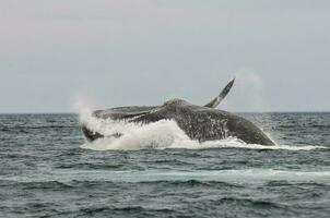 Whale jumping in Peninsula Valdes,, Patagonia, Argentina photo