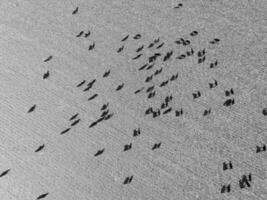 Cows aerial view, Buenos Aires,Argentina photo