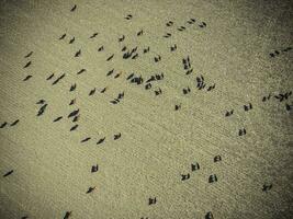 Cows aerial view, Buenos Aires,Argentina photo