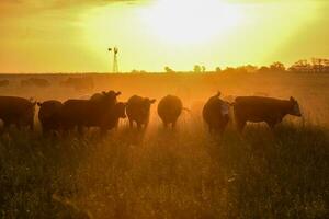 vacas a puesta de sol en la pampa, argentina foto