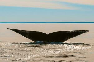 Whale tail in Peninsula Valdes,, Patagonia, Argentina photo