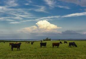 Countryside landscape with cows grazing, La Pampa, Argentina photo