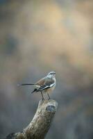 White banded Mockingbird, Patagonia, Argentina photo