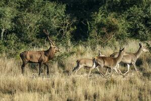 Red deer in Parque Luro Nature Reserve, La Pampa, Argentina photo