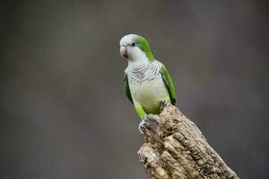 Parakeet,in jungle environment, La Pampa, Patagonia, Argentina photo