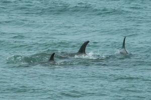 orcas caza mar leones, Patagonia , argentina foto