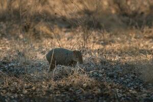 Azara's agouti ,Dasyprocta azarae, Pantanal , Brazil photo