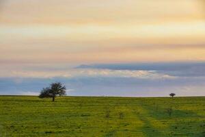 Lonely tree in the pampas plain, Patagonia, Argentina photo