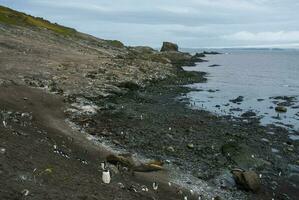 Gentoo Penguin,Hannah Point, Antartica photo