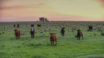 Bullocks raised with natural grass, Argentina photo