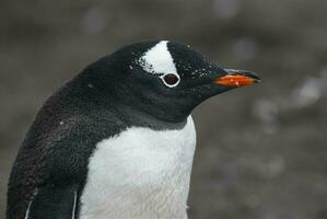 gentoo pingüino, hannah punto, antartica foto