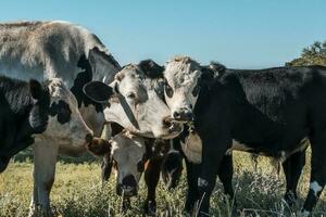 Cows in pampas landscape,Patagonia photo