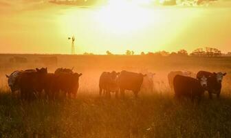 vacas a puesta de sol en la pampa, argentina foto