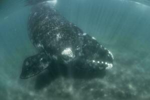 ballena saltando en península Valdés, Patagonia, argentina foto