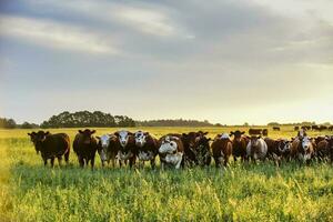 Steers looking at the camera, Pampas, Argentina photo