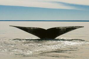 ballena ,caudal aleta, península valdés, puerto Madryn, Patagonia, argentina foto