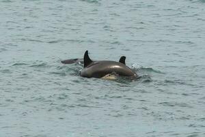 orcas caza mar leones, Patagonia , argentina foto