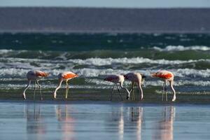 Flamingos flock, Patagonia, Argentina photo