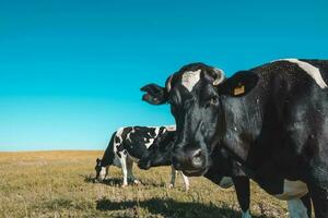 vacas en pampa paisaje,patagonia foto