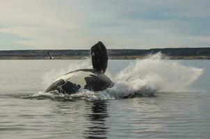 Whale jumping in Peninsula Valdes,Puerto Madryn,  Patagonia, Argentina photo