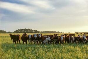 Group of steers looking at the camera, Pampas, Argentina photo