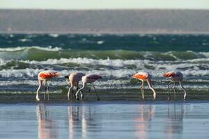 Flamingos flock, Patagonia, Argentina photo