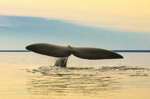 ballena ,caudal aleta, península valdés, puerto Madryn, Patagonia, argentina foto