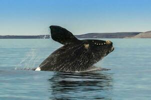 ballena saltando en península valdés, puerto Madryn, Patagonia, argentina foto